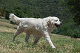 GOLDEN RETRIEVER 1170